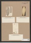 Navicula carinifera Grun. (de-Toni-Nr.: Genus 1, Species 352) Zeichnungen Sammlung Grunow Nr. 798 (NHMW-BOT-W0367219)
